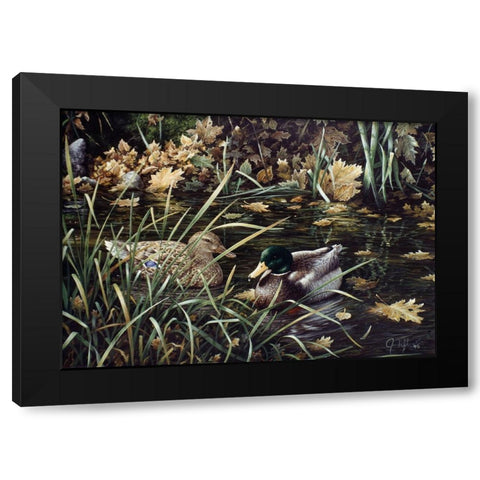 Mallards Black Modern Wood Framed Art Print with Double Matting by Tift, Jeff