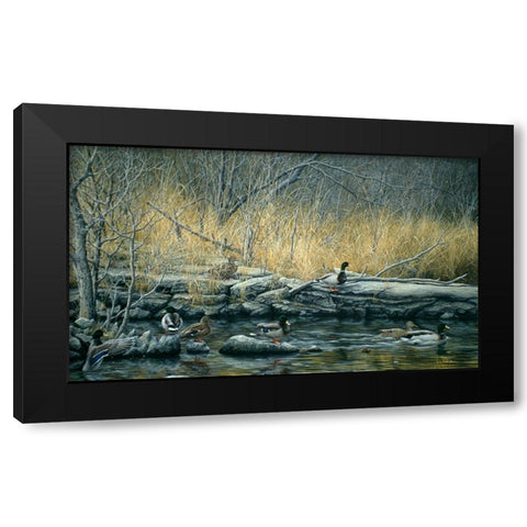 Early Morning Mallards Black Modern Wood Framed Art Print with Double Matting by Tift, Jeff