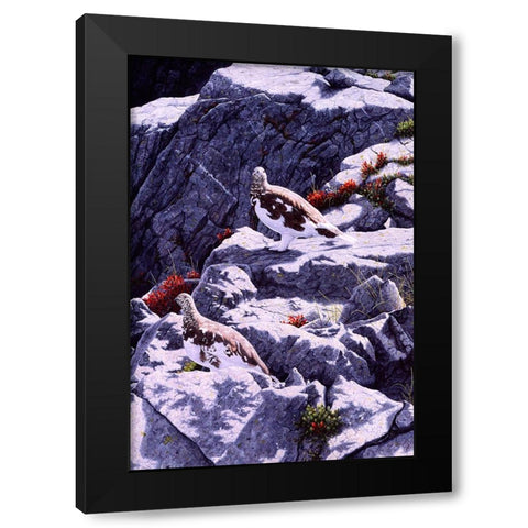 White-Tailed Ptarmigan Black Modern Wood Framed Art Print by Tift, Jeff