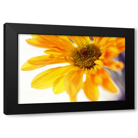 A Little Bit Sun in the Cold Time Black Modern Wood Framed Art Print by Jenny Rainbow Fine Art