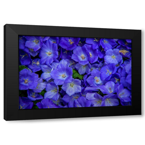 Blue Bells Carpet at Amsterdam Floral Market Black Modern Wood Framed Art Print with Double Matting by Jenny Rainbow Fine Art