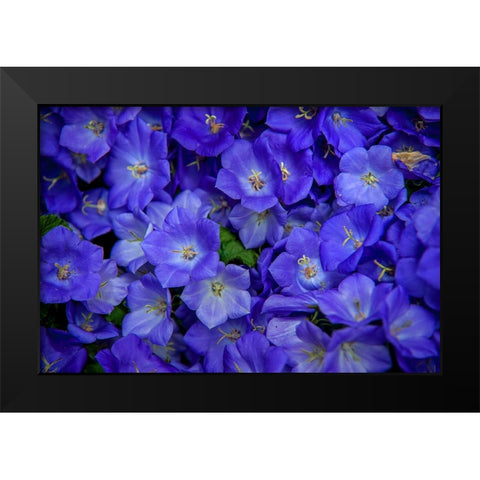 Blue Bells Carpet at Amsterdam Floral Market Black Modern Wood Framed Art Print by Jenny Rainbow Fine Art