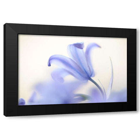 Blue Light Wild Hyacinth Black Modern Wood Framed Art Print with Double Matting by Jenny Rainbow Fine Art
