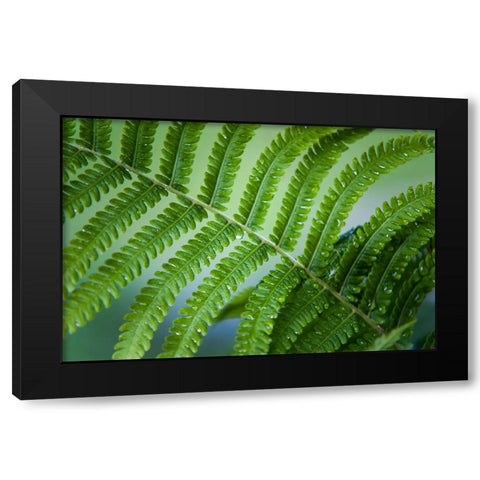 Healing Art Fern Leaf After Rain Black Modern Wood Framed Art Print with Double Matting by Jenny Rainbow Fine Art