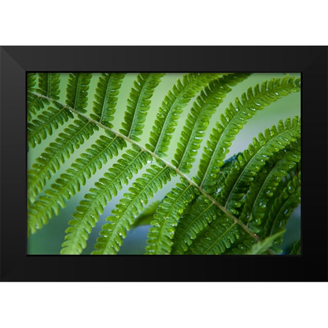 Healing Art Fern Leaf After Rain Black Modern Wood Framed Art Print by Jenny Rainbow Fine Art