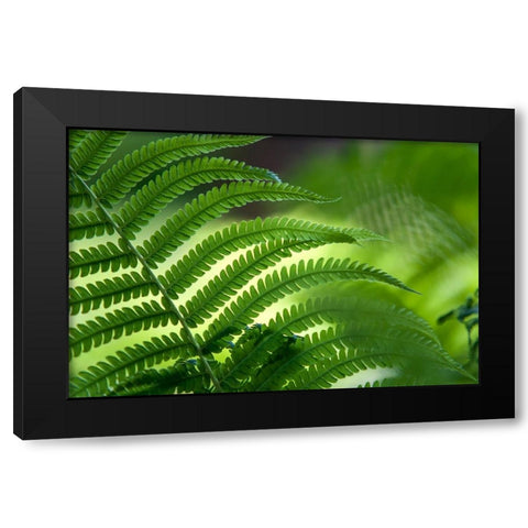 Healing Art Fern Leaf Black Modern Wood Framed Art Print by Jenny Rainbow Fine Art