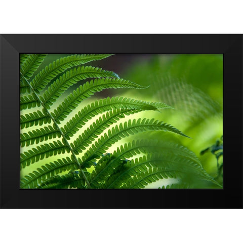 Healing Art Fern Leaf Black Modern Wood Framed Art Print by Jenny Rainbow Fine Art