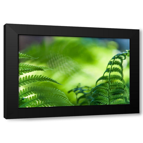 Healing Art Fern Leaves Black Modern Wood Framed Art Print with Double Matting by Jenny Rainbow Fine Art