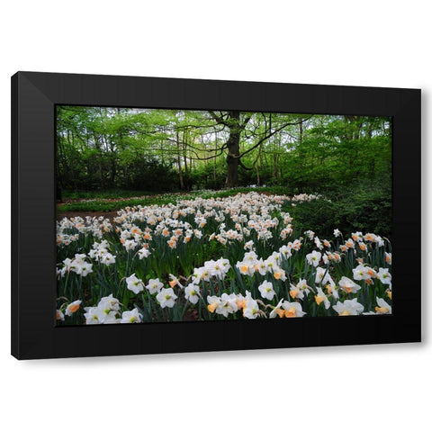 Keukenhof Botanical Daffodils Garden Black Modern Wood Framed Art Print by Jenny Rainbow Fine Art