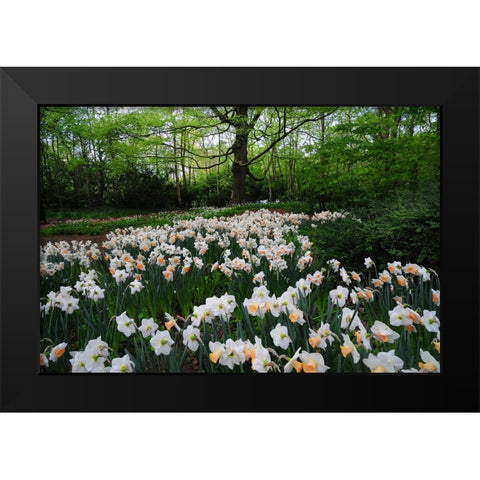 Keukenhof Botanical Daffodils Garden Black Modern Wood Framed Art Print by Jenny Rainbow Fine Art