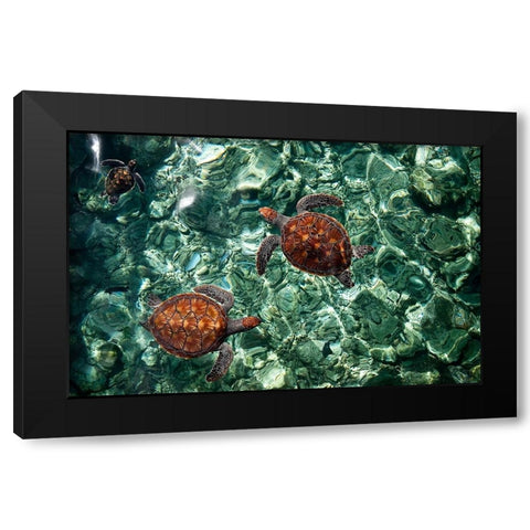 Sea Turtles in Crystal Water Black Modern Wood Framed Art Print by Jenny Rainbow Fine Art