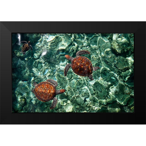 Sea Turtles in Crystal Water Black Modern Wood Framed Art Print by Jenny Rainbow Fine Art