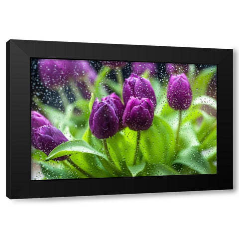Purple Tulips in Rain Black Modern Wood Framed Art Print by Jenny Rainbow Fine Art