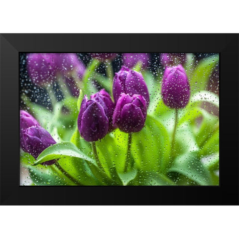 Purple Tulips in Rain Black Modern Wood Framed Art Print by Jenny Rainbow Fine Art