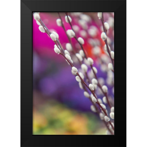 Spring Willow Branch Black Modern Wood Framed Art Print by Jenny Rainbow Fine Art