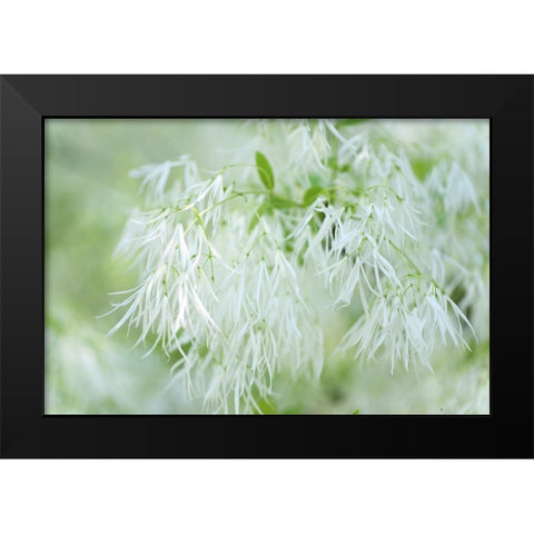 White Fringetree Black Modern Wood Framed Art Print by Jenny Rainbow Fine Art