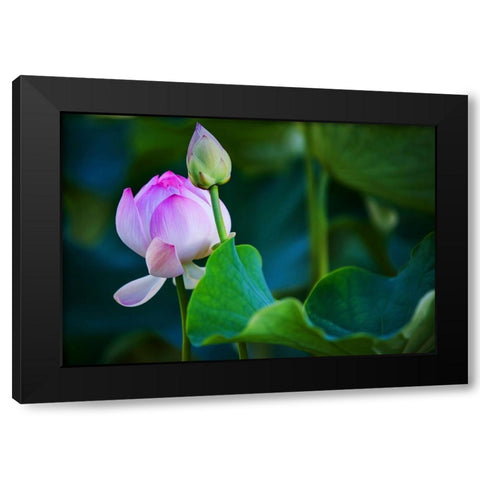 Graceful Lotus Black Modern Wood Framed Art Print with Double Matting by Jenny Rainbow Fine Art