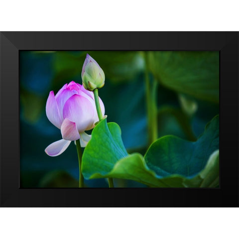 Graceful Lotus Black Modern Wood Framed Art Print by Jenny Rainbow Fine Art