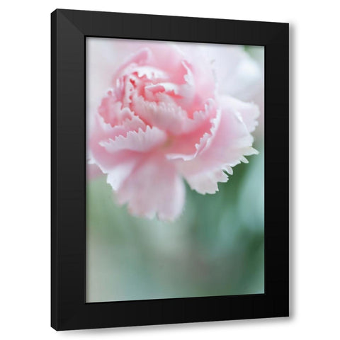 Macro of Pink Carnation Black Modern Wood Framed Art Print by Jenny Rainbow Fine Art