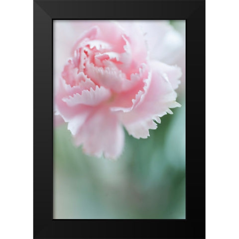 Macro of Pink Carnation Black Modern Wood Framed Art Print by Jenny Rainbow Fine Art