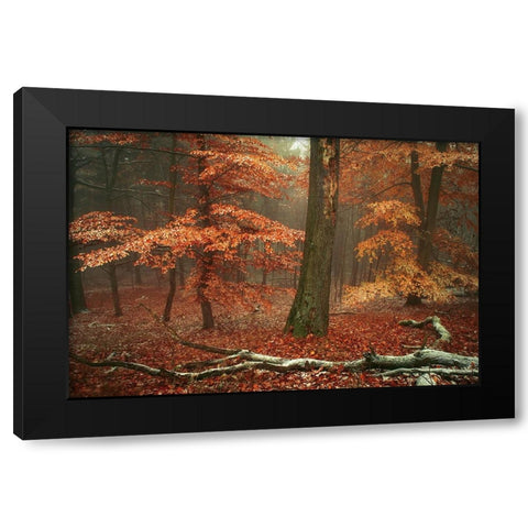Magic of Fall Woods Black Modern Wood Framed Art Print with Double Matting by Jenny Rainbow Fine Art