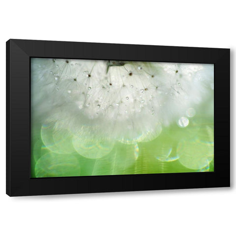 Mr Dandelion Inner Light Black Modern Wood Framed Art Print by Jenny Rainbow Fine Art