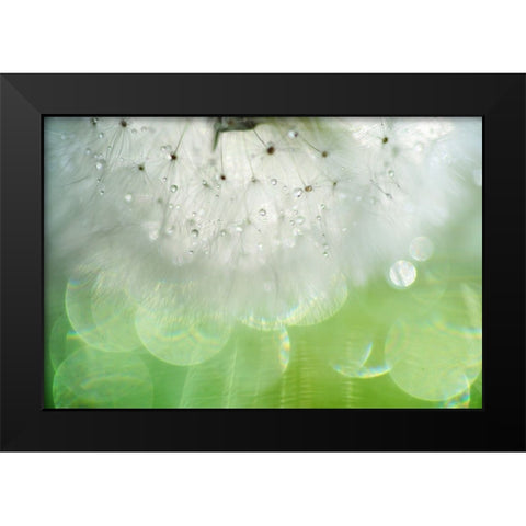 Mr Dandelion Inner Light Black Modern Wood Framed Art Print by Jenny Rainbow Fine Art