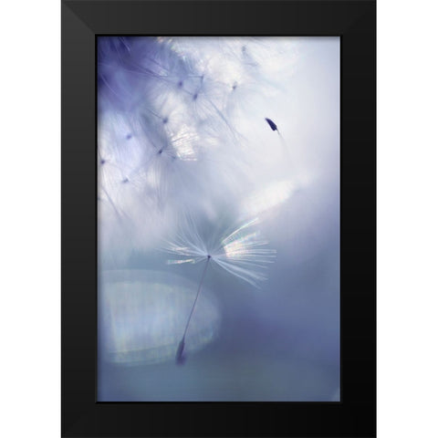 Mr Dandelion Light Flight Black Modern Wood Framed Art Print by Jenny Rainbow Fine Art
