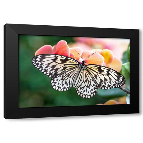 Paper Kite Tropical Butterfly 1 Black Modern Wood Framed Art Print by Jenny Rainbow Fine Art