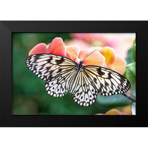Paper Kite Tropical Butterfly 1 Black Modern Wood Framed Art Print by Jenny Rainbow Fine Art