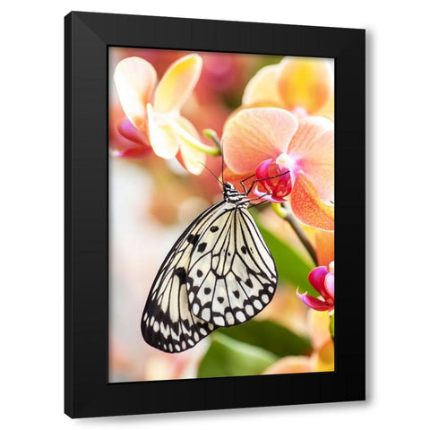 Paper Kite Tropical Butterfly 2 Black Modern Wood Framed Art Print by Jenny Rainbow Fine Art