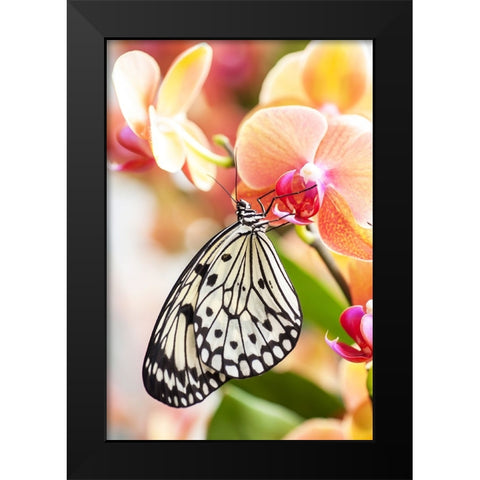 Paper Kite Tropical Butterfly 2 Black Modern Wood Framed Art Print by Jenny Rainbow Fine Art