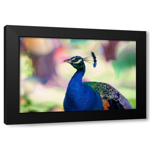 Peacock Bird of Paradise Black Modern Wood Framed Art Print with Double Matting by Jenny Rainbow Fine Art