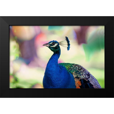 Peacock Bird of Paradise Black Modern Wood Framed Art Print by Jenny Rainbow Fine Art