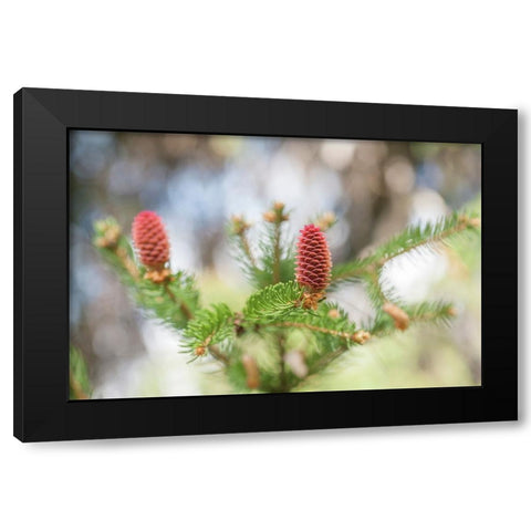 Pine Cones in Spring Time Black Modern Wood Framed Art Print by Jenny Rainbow Fine Art