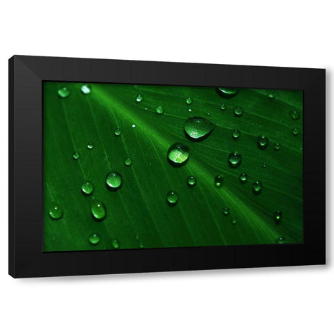 Rain Drops On Green Leaf Macro Black Modern Wood Framed Art Print with Double Matting by Jenny Rainbow Fine Art