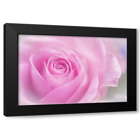 Series Pink Temptation Pink Rose Black Modern Wood Framed Art Print by Jenny Rainbow Fine Art