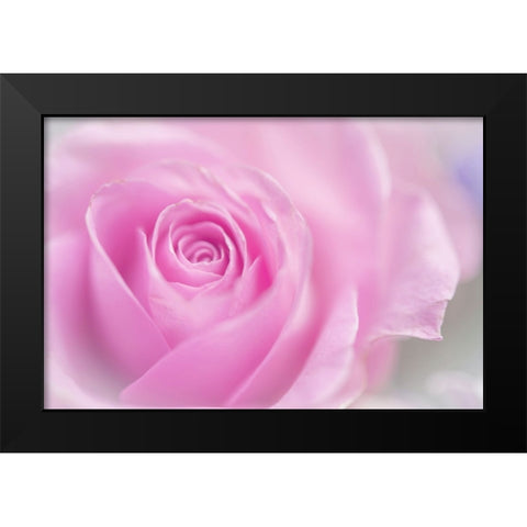 Series Pink Temptation Pink Rose Black Modern Wood Framed Art Print by Jenny Rainbow Fine Art