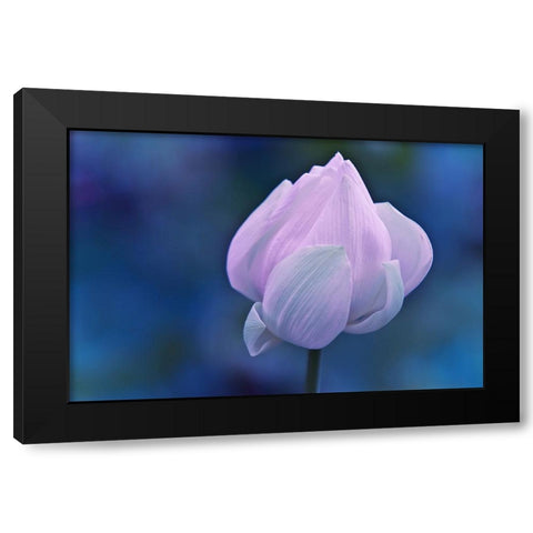 Tender Morning with Lotus Black Modern Wood Framed Art Print by Jenny Rainbow Fine Art