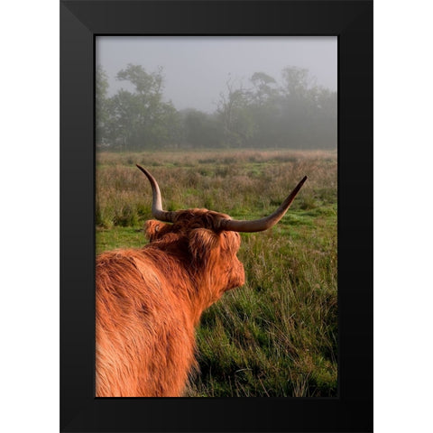 Highland Cow Black Modern Wood Framed Art Print by Jenny Rainbow Fine Art