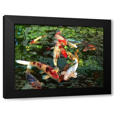 Koi Fish Pond Black Modern Wood Framed Art Print with Double Matting by Schell, Jennie Marie