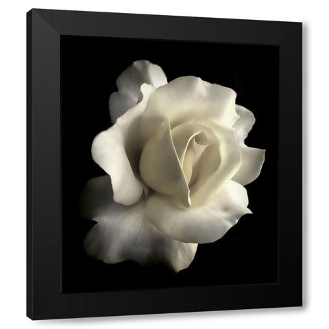Rose White 1 Black Modern Wood Framed Art Print with Double Matting by Schell, Jennie Marie