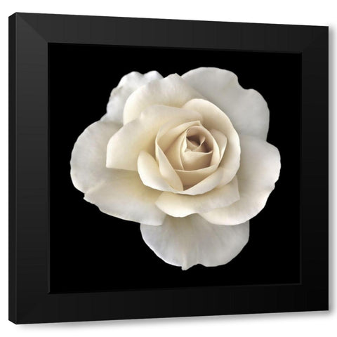 Rose White 2 Black Modern Wood Framed Art Print by Schell, Jennie Marie