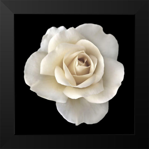 Rose White 2 Black Modern Wood Framed Art Print by Schell, Jennie Marie