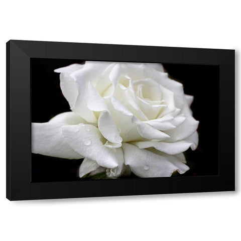 Rose White 3 Black Modern Wood Framed Art Print with Double Matting by Schell, Jennie Marie