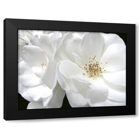 Rose White 4 Black Modern Wood Framed Art Print with Double Matting by Schell, Jennie Marie