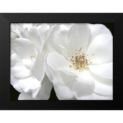 Rose White 4 Black Modern Wood Framed Art Print by Schell, Jennie Marie