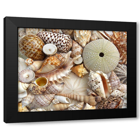 Seashells 1 Black Modern Wood Framed Art Print with Double Matting by Schell, Jennie Marie