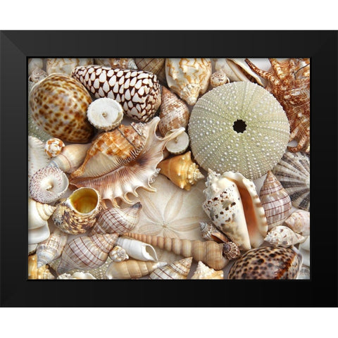 Seashells 1 Black Modern Wood Framed Art Print by Schell, Jennie Marie