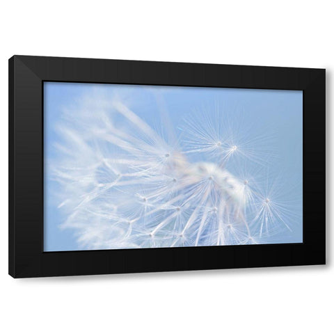 Blue Dandelion Flower Black Modern Wood Framed Art Print by Schell, Jennie Marie